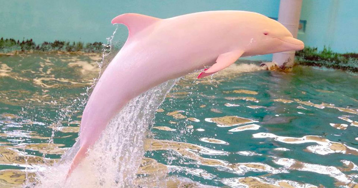 baby pink amazon river dolphin